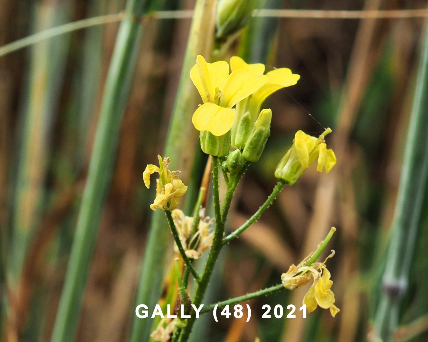 Corn Rocket flower